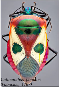 Ixora shield bug